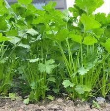 Dhaniya seeds for planting, High germination (150 seeds) (B0CN4Q661M) Amazon Price History, Amazon Price Tracker