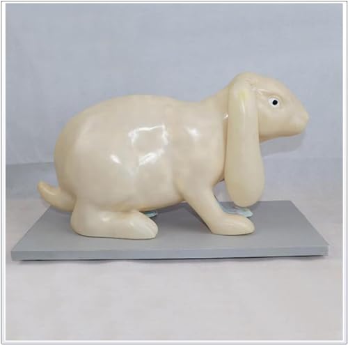 Squelette de lapin AMITD modèle d'anatomie complet avec socle de fixation