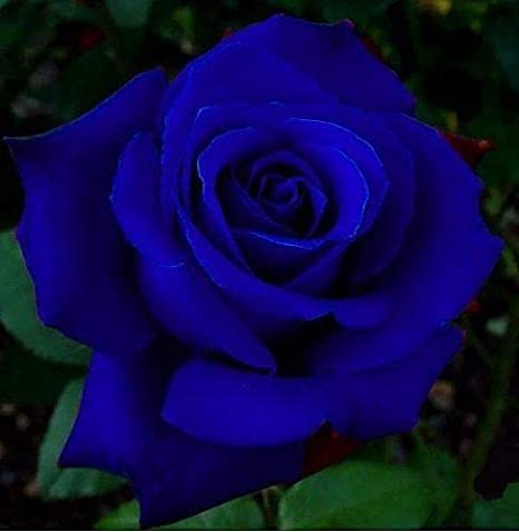 Royal Paradise Garden"Dark Blue" Rose Flower Plant Home Garden Plant 1 Grafted Rose Live Plant (B094C4GGS6) Amazon Price History, Amazon Price Tracker