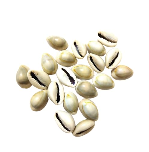 DS Natural Kawdi, Kaudi, Kowdi, Cowrie, Koudi, Kodi Shells Stone Packet