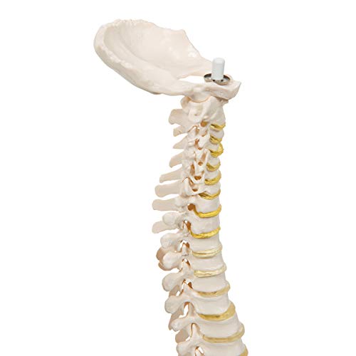 Image of 3B Scientific A18 /20 Mini Vertebral Column Flexible-No Stand - 3B Smart Anatomy