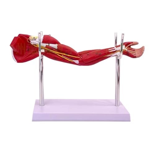 Muscles humains vaisseaux sanguins et nerfs en modèle pour comprendre l'anatomie des membres