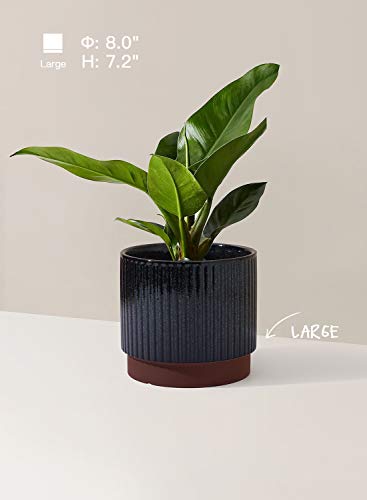 Image of LE TAUCI Ceramic Plant Pots with Drainage Holes, Set of 3, 8+6.7+5.5 Inch Stripe Garden Planter Pots for Outdoor Indoor Plants Flower, Round Succulent Orchid Flower Pot, Reactive Glaze Black