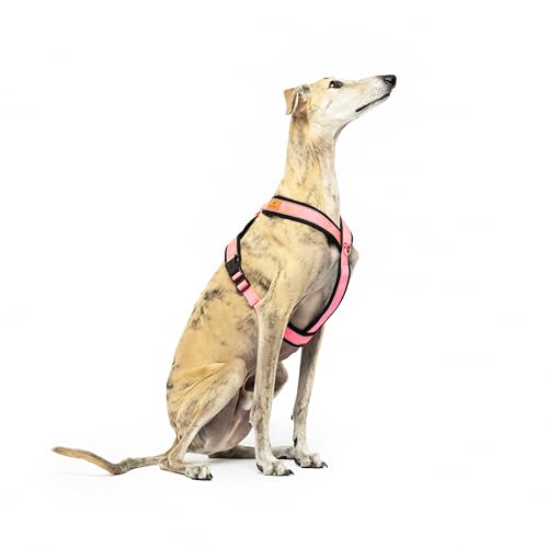Reflektierendes Hundegeschirr in Y-Form, ideal für Lebreles: Italienischer Windhund, Whippet, Windhund, Podenco - sicher, atmungsaktiv und langlebig, perfekt zum Wandern, Training und Laufen, Rosa, L