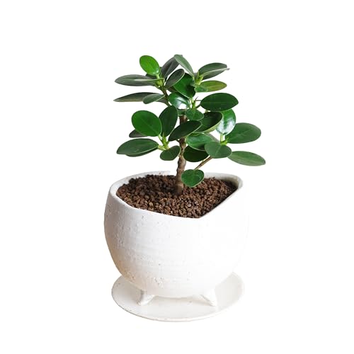 ~j p_KW} 픫A 픫 Or S̖ 󏭎 ϗtA { CeA ^ ~j