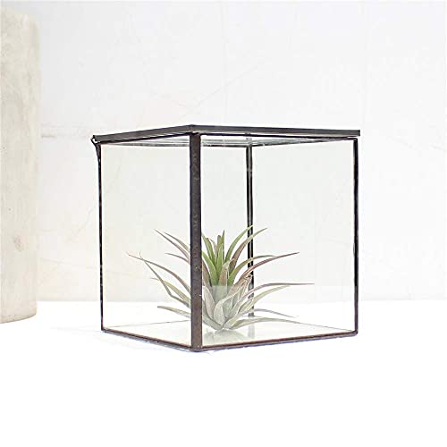 Libproqia Square Glass Terrarium With Lid Small Indoor Moss Terrarium For Plants Succulent Geometric Terrarium Box Black Small Handmade Tabletop Glass Planter Box For Desktop 4.3 X 4.3 X 4.7Inch thumb #8