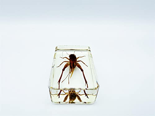 Image of Assorted Styles of Beetle and Insect Specimens, Clear Amber Resin Material Ideal for Kids' Science Education, Collecting, and Home Decoration 2.4″*1.4″*0.7″ (No.45)