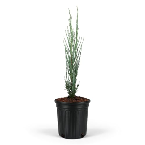 Blue Arrow Rocky Mountain Juniper Tree – Narrow Columnar Evergreen, Drought-Tolerant Live Plant, Low Maintenance, Cool Blue Foliage for Garden Landscaping (1gal Pot, 1-2 Feet)