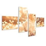 islandburner Bild auf Leinwand Goldener Welpe im Blumenfeld bei Sonnenuntergang für Wohnzimmer Tierliebhaber Fotogeschäft Bilder Wandbilder Poster