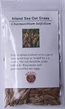 Generic Inland Sea Oats Grass - 200 Seeds - Chasmanthium latifolium, Green