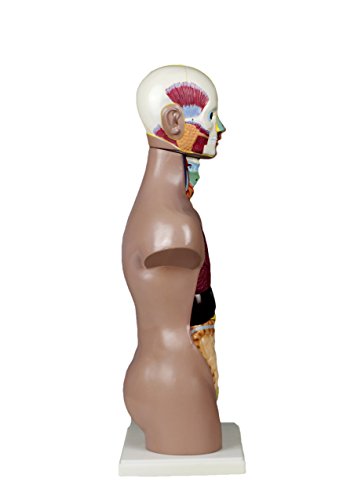 Vision Scientific Vat104 11 Parts Sexless Human Torso | Head Showing Section Of Brain | Neck Dissected Exposes Muscular, Neural, Vascular And Glandular Structure | Reveal Major Body Systems |W Manual #TOP2