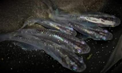 Amazon メダカ 魔王改 若魚 成魚 ペア A1 ノーブランド品 観賞魚 水中生物 通販 Amazon メダカ 魔王改 若魚 成魚 ペア A1 ノーブランド品 観賞魚 水中生物 通販