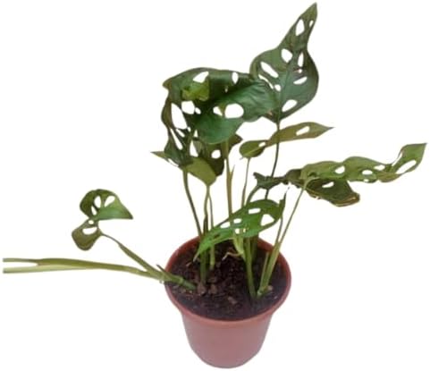 Costela De Eva Monstera Adansonii Planta Adulta Exotica Decoração...