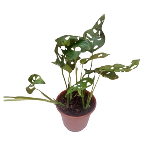 Costela De Eva Monstera Adansonii Planta Adulta Exotica Decoração...