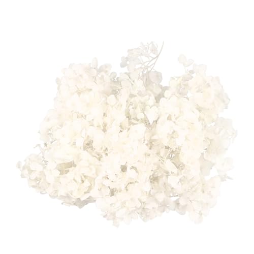 1pack pétalos secos de hortensia blanca para manualidades miniatura 1