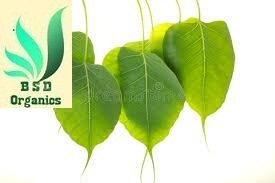 BSD Organics Peepal Leaves/Arasa illai for Skin care, Oral care, Tea and more -75 grams
