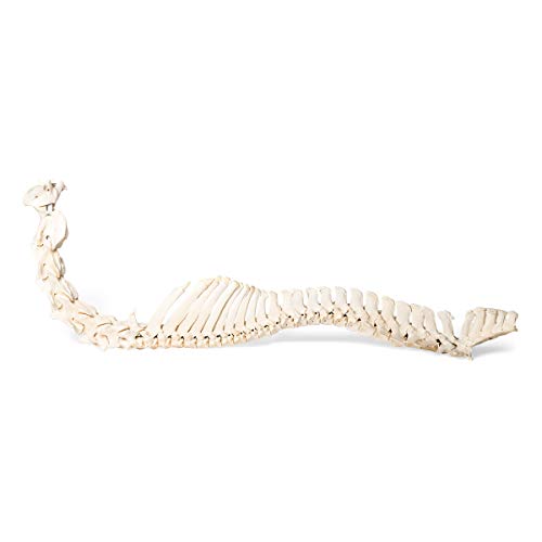 Image of 3B Scientific GmbH T30056 Horse Spine, flexibly Mounted