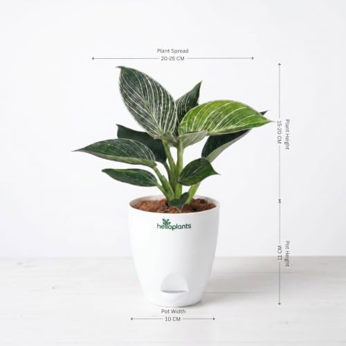 Image of Philodendron Birkin & Anthurium Live Indoor 2-Plant Combo in 4-Inch Self-Watering Matte White Pots | Exotic Designer Houseplants for Luxury Home, Living Room & Office Decor