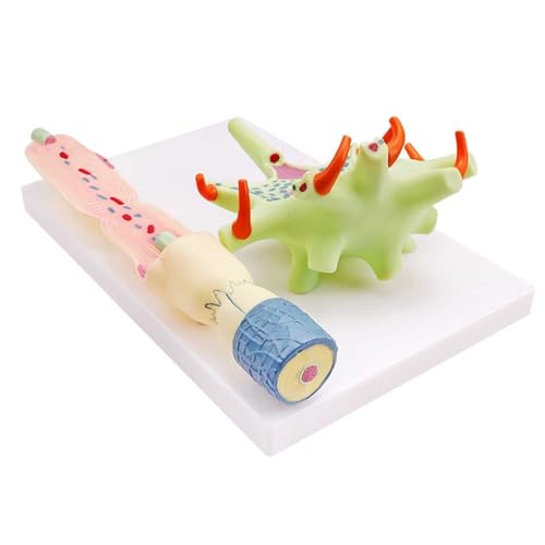 VERIMP Enlarged Model of Neuron Cell Body and Nerve Fiber Structure Model Human Neuron Times Enlarged Nervous Systemanatomy Model Lab Medical Science Teaching Tools
