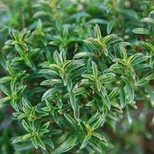 ANTIER WINTER SAVORY HERB SEEDS (AVG 50-100) SEEDS X 2 PACKET