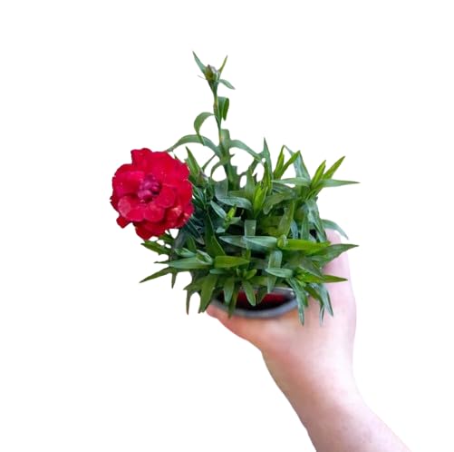 DECOALIVE | Cravo Oscar Premium | Planta natural | Planta com flor