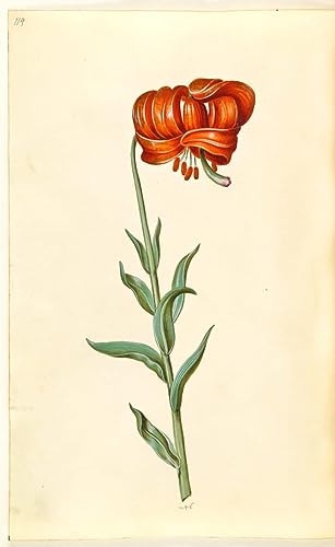 Poster sur toile Lilium Chalcédoine Hans Simon Holtzbecker 50 x 70 cm