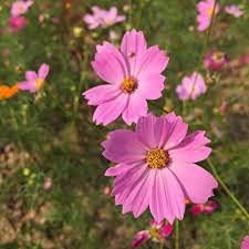 70pcs Galsang Flower Seeds