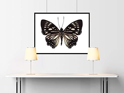 Fotografias de Mariposas Euripus nyctelius euploeoides- Butterfly Photography Papel Acuarela 9x12 Inches Cover