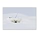 Polar Bear 5 by Robert Harding Picture Library, 22x32-Inch Canvas Wall Art