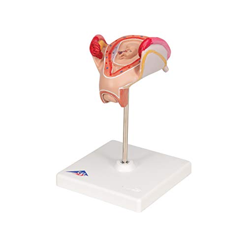 Image of 3B Scientific L10 /2 2nd Month Embryo - 3B Smart Anatomy