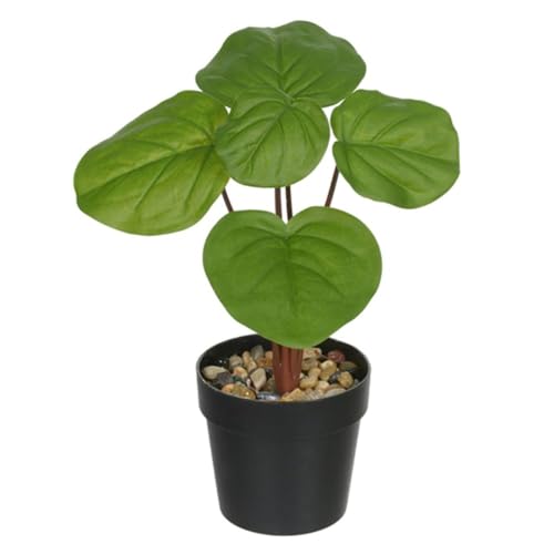 Pilea Toque Real Permanente C/Pote X5 Verde 24cm Florarte