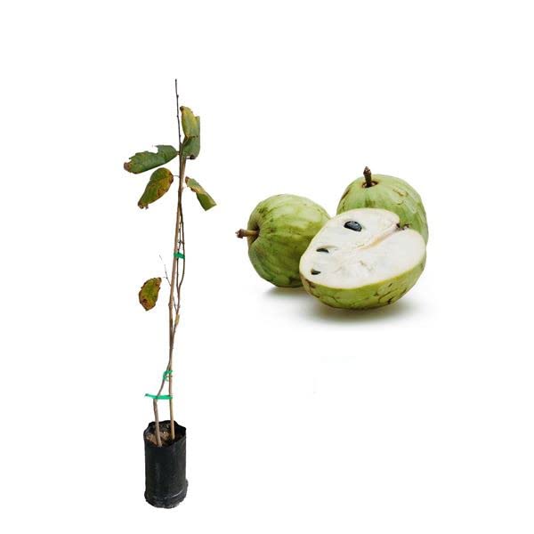 DECOALIVE Annona Cherimola Árbol de Chirimoyas Frutal Natural