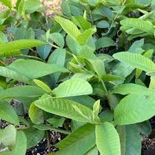 Taiwan pink guava plant grafted,plant for taiwan pink grafted guava (Pack of 2) (B0CRVSDC9H) Amazon Price History, Amazon Price Tracker