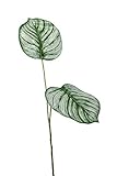 artplants