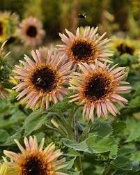 GIRASOLE ASTRA ROSA NR.30 SEMI