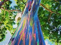 Rainbow Eucalyptus Seeds, Eucalyptus Deglupta Seeds (200 Count) #TOP19