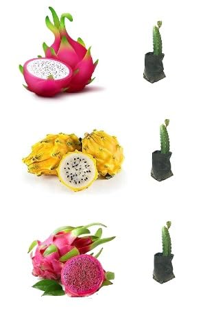 DIARAA Dragon Fruit Live Plant | Hybrid | Pack Of 3 | Dragon Fruit Combo Pack of Three | Yellow Skin, Pink Skin with White Flesh & Pink Skin with Pink Flesh | Dragon Fruit Live Rooted Fruit Plant | (B0CH85784J) Amazon Price History, Amazon Price Tracker