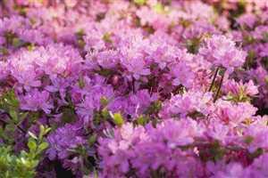 Rhododendron obtusum 'Diamant Rosa' 20–25 cm – Winterhart, Immergrün, Pflegeleicht – Japanische Azalee – Zierstrauch für Garten & Kübel