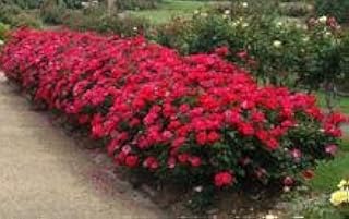 Double Knock Out Rose