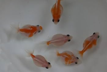 Amazon | ☆国産金魚☆ 桜ピンポンパール 当才魚 3匹セット 全長
