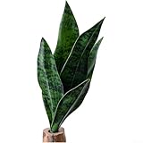 WIIYENA Künstliche PVC-Schlangenpflanze für mühelose Heimdekoration, Hochzeitsarrangements und Foto-Requisiten, 33 cm hoch