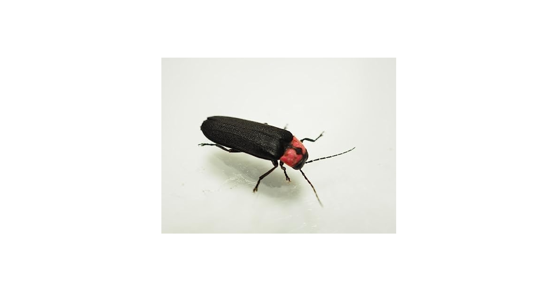 319pIKIUWsL.jpg_BO30,255,255,