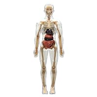 Clear Human Body Structure Model, Fully Transparent Detachable Anatomy Figure, Interactive Learning Tool for Students and Teachers, Education Aid, Science Project Resource