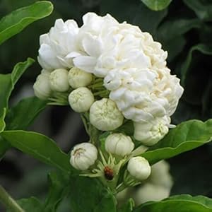 Image of Live Mogra Plant with Pot | Arabian Jasmine Flower Plant | Live Mogra Plant with Sweet Scented White Flowers | Fragrant Indoor Outdoor Flowering Plant for Home Garden Balcony Terrace Decor | Pack of 1