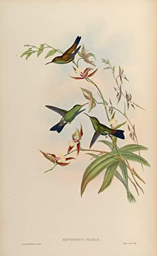 Affiche vintage oiseau Amazilia Tobaci déco de salon cabinet de curiosités