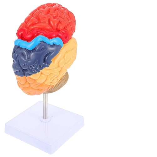 Image of Life-Size Human Brain Anatomical Model,Color-Coded Partitioned Half Brain for Student Study,Teaching Demonstration and Medical Education Display