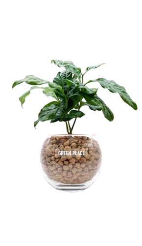 GREEN PLACE R[q[̖ ~j ϗtA { y × AݍނIׂz nChJ`[ o[ TN