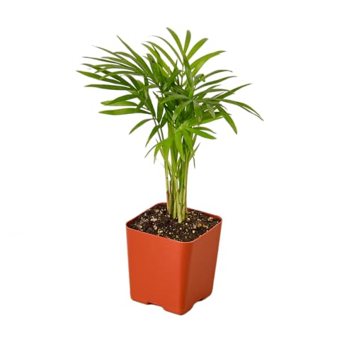 Parlor Palm Live Indoor Plant | Neanthebella Live Plant | Air Purifying Plant | Ship from CA in...