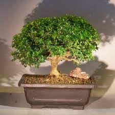 Real indoor plants for home decor,Kamini Plants for Garden Indoor (1 Live Bonsai Plant With pot)