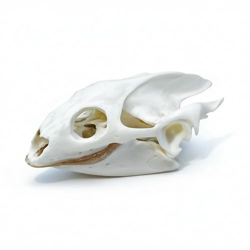 Image of Taxidermy Real Animals Skull Decor - Model Animals Bones Specimen,Taxidermy Supplies for Science Education,Collection (Turtle)